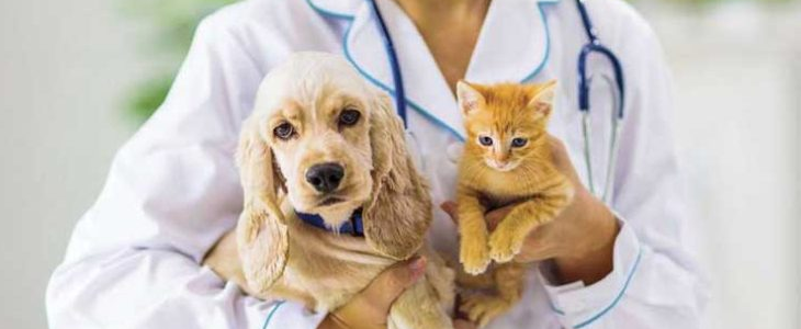 En Yakın Veteriner 7/24 Hizmet İmkanı